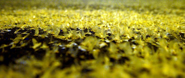 Ardahan'da binlerce beyaz kelebeğin ölüm uçuşu  G2