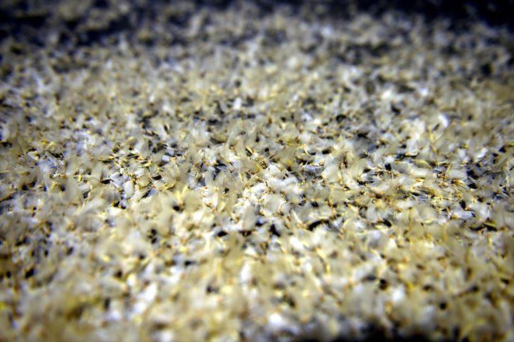 Ardahan'da binlerce beyaz kelebeğin ölüm uçuşu  G4