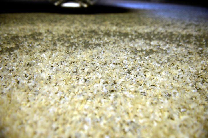 Ardahan'da binlerce beyaz kelebeğin ölüm uçuşu  G5