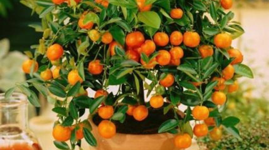 Artık Her Mevsim Mandalina Yiyebiliriz: Evde Mandalina Nasıl Yetişir? 