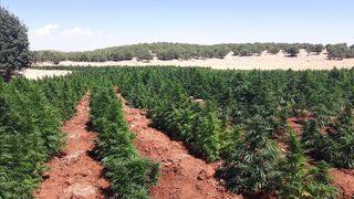 Diyarbakır'daki uyuşturucu operasyonunda dev rakam! 