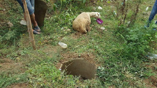 Kaçan kurbanlık koyun 9 gün sonra bulundu