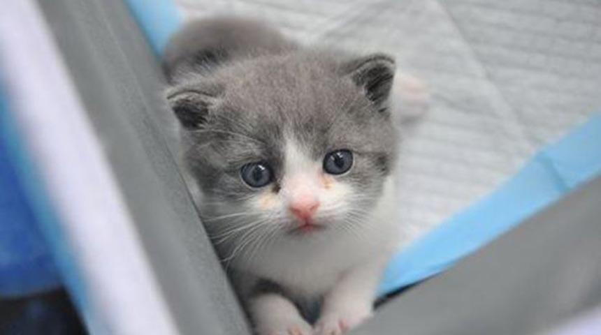 &Ccedil;in'de bir ilk! Bu kedi &ccedil;ok başka