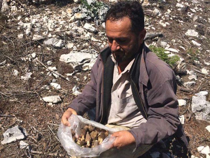 Antalya'da kuzugöbeği mantarı sezonu başladı G1