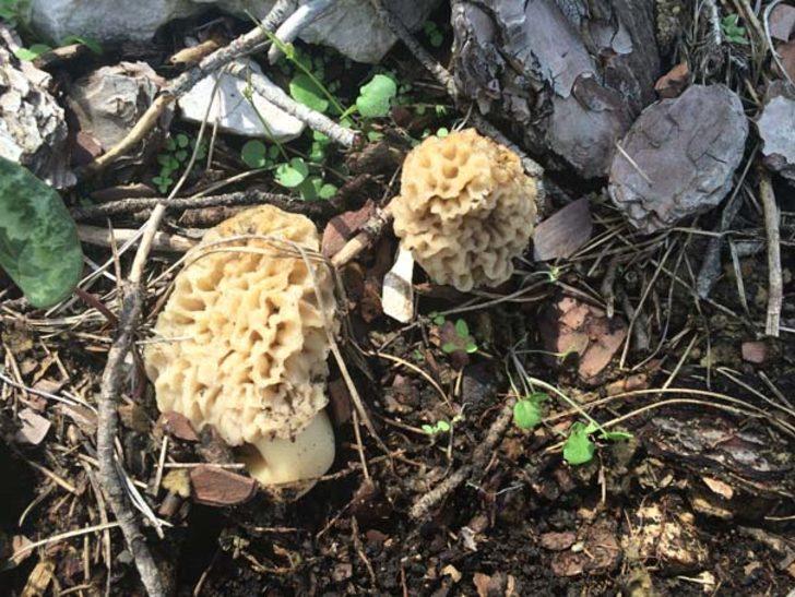 Antalya'da kuzugöbeği mantarı sezonu başladı G2