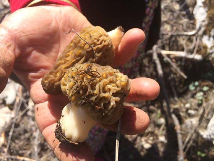 Antalya'da kuzugöbeği mantarı sezonu başladı G3