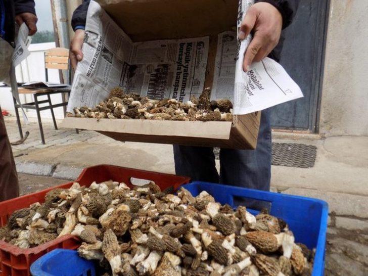 Antalya'da kuzugöbeği mantarı sezonu başladı G5