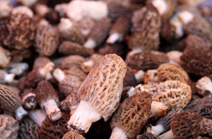 Türkiye'de toplanıp dünya ilaç sanayisine ihraç ediliyorlar G1