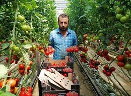  Yozgat’ta jeotermal serada yılın 12 ayı domates üretiyorlar 