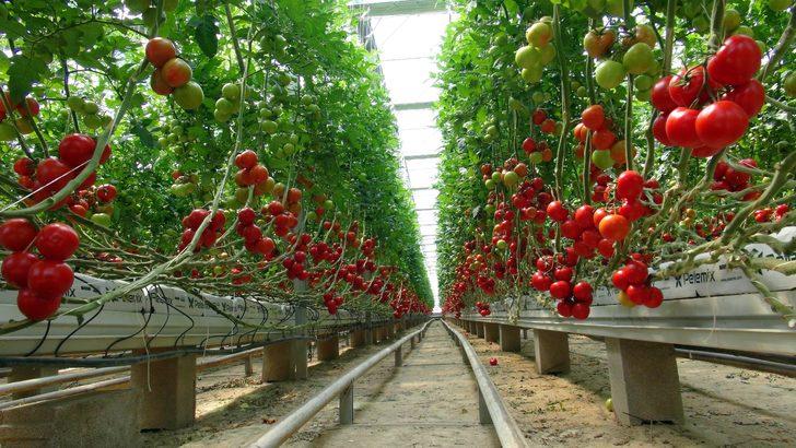  Yozgat’ta jeotermal serada yılın 12 ayı domates üretiyorlar  G1