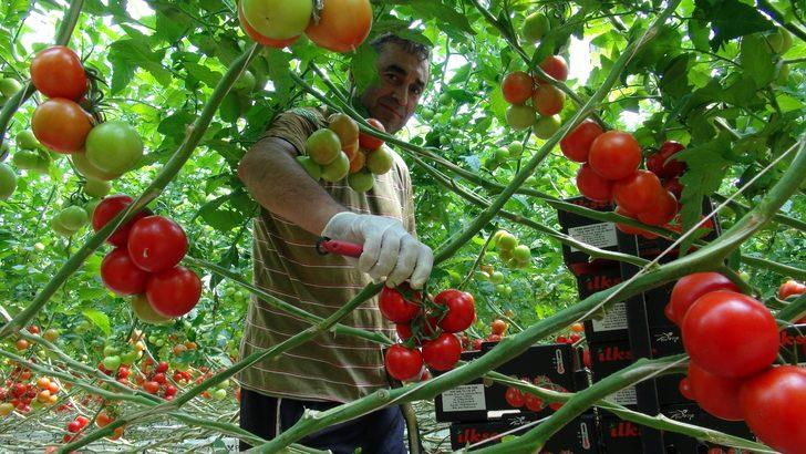  Yozgat’ta jeotermal serada yılın 12 ayı domates üretiyorlar  G2