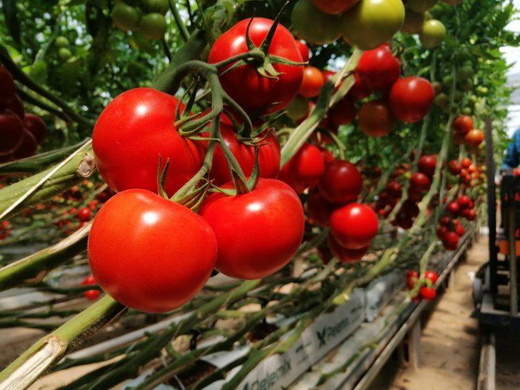  Yozgat’ta jeotermal serada yılın 12 ayı domates üretiyorlar  G3
