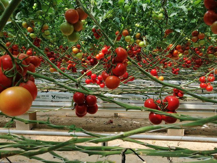  Yozgat’ta jeotermal serada yılın 12 ayı domates üretiyorlar  G5