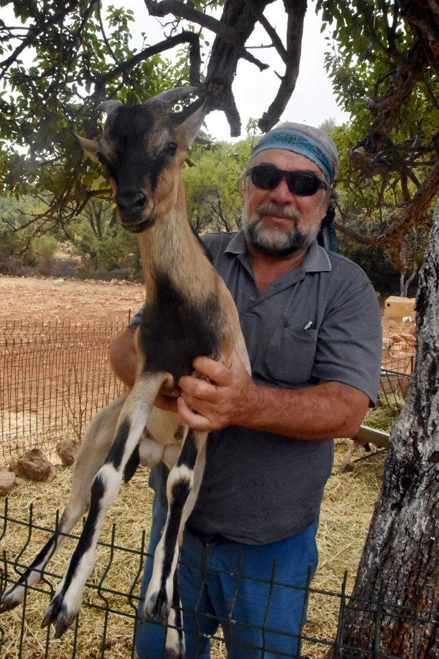 Doğadaki &ccedil;iftleşmeden&nbsp;yeni ke&ccedil;i ırkı 1