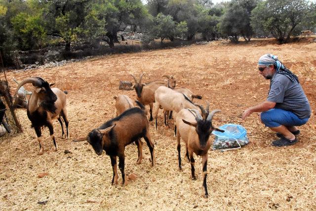 Doğadaki &ccedil;iftleşmeden&nbsp;yeni ke&ccedil;i ırkı 2