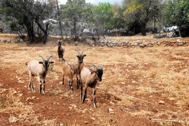 Doğadaki &ccedil;iftleşmeden&nbsp;yeni ke&ccedil;i ırkı 3