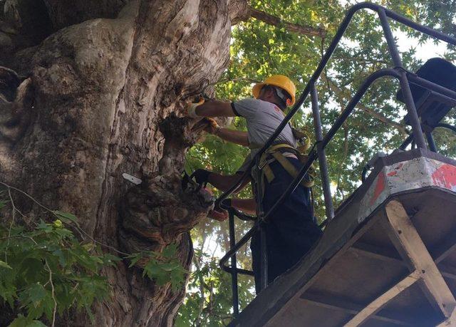 Bilecik’te anıt ağaçlara bakım ve rehabilitasyon çalışması yapıldı