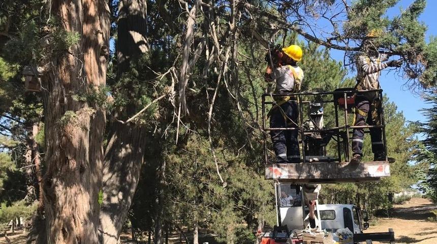 Bilecik&rsquo;te anıt ağa&ccedil;lara bakım ve rehabilitasyon &ccedil;alışması yapıldı
