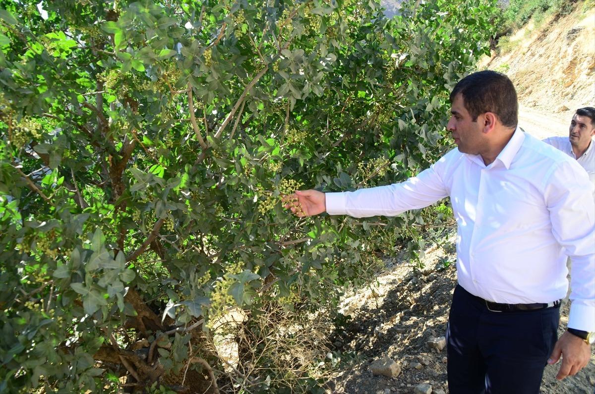 Bitlis'te 300 ton 'yeşil altın' hasadı bekleniyor