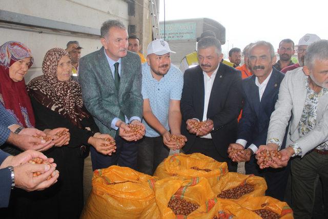 TMO'nun Ordu'da fındık alımı başladı