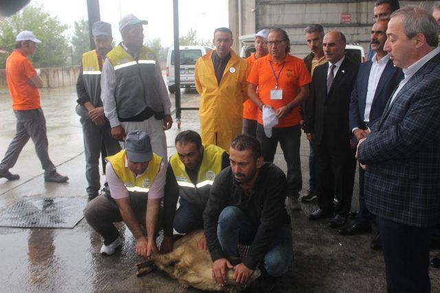 TMO'nun Ordu'da fındık alımı başladı