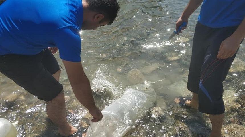 400 bin sazan yavrusu Karakaya Barajı&rsquo;na bırakıldı