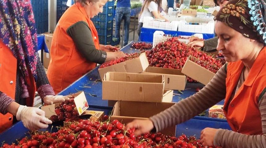 Taze meyve ihracatçıları yeni ihracat rekorları güç birliği yapacak