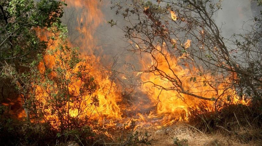 Muğla&rsquo;da yanan ormanların yerine yeni fidanlar dikilecek