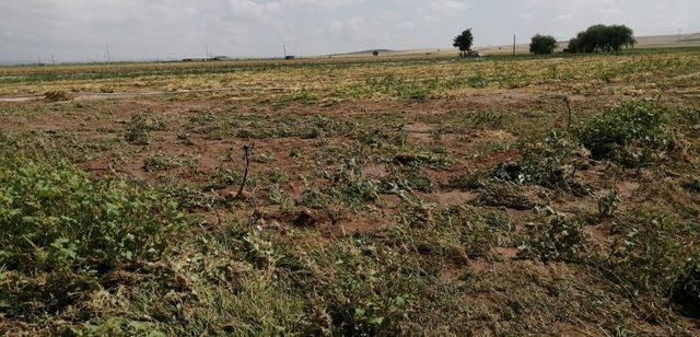 Niğde’de 20 dekarlık tarım arazisi doludan zarar gördü