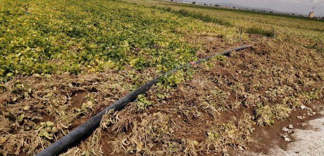 Niğde’de 20 dekarlık tarım arazisi doludan zarar gördü