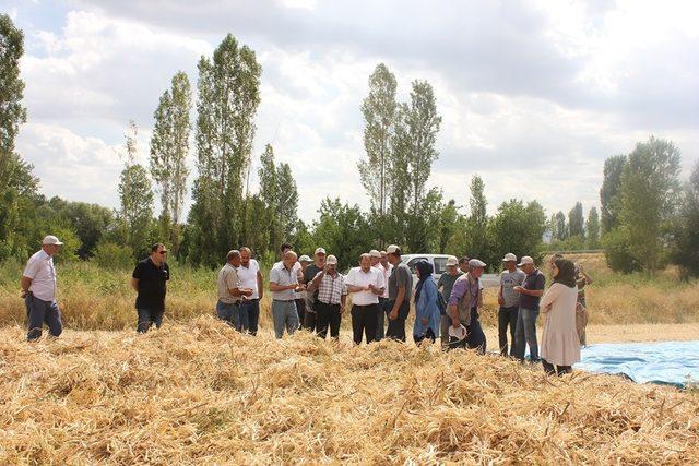 Erzincan’da kuru fasulye çeşidinin demonstrasyon hasadı yapıldı