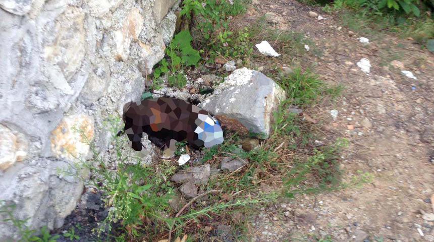 Vahşet! Köpeğin başına bidon geçirip üzerinde sigara söndürmüşler