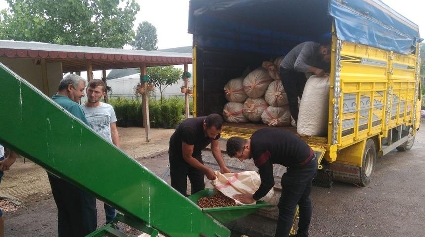&Uuml;reticilerin fındıkları harmanlarda kurutuluyor