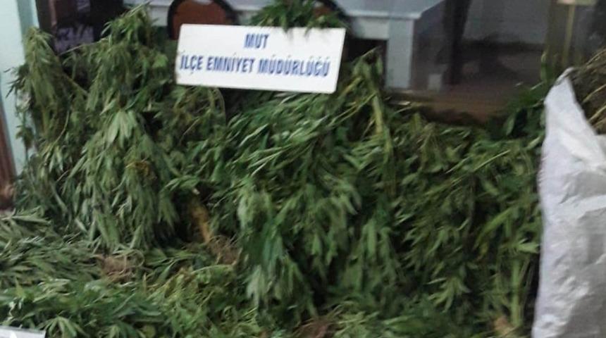 Bah&ccedil;ede Hint keneviri yetiştiren şahıs tutuklandı