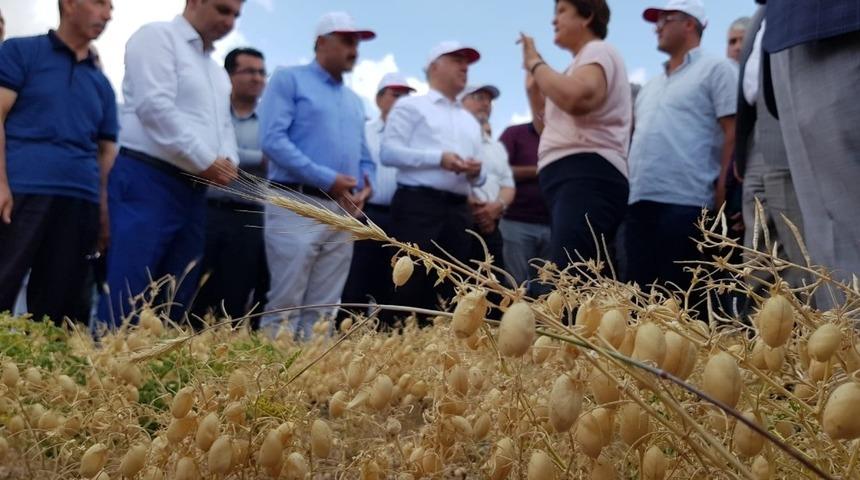 Develi’de Tarla Gününde Nohut Çeşitleri Tanıtıldı