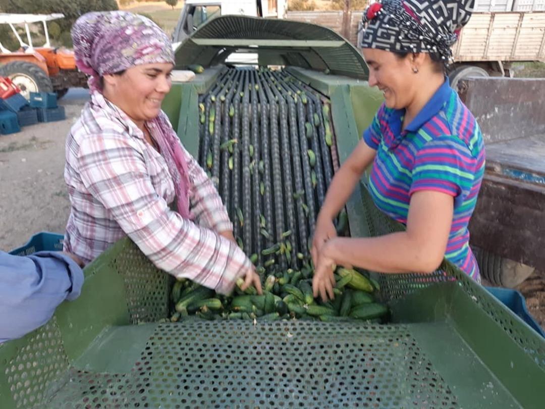 Turşuluk salatalık &uuml;reticisi su sorununun &ccedil;&ouml;z&uuml;lmesini bekliyor