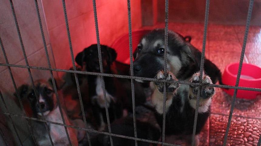 Her satırı korkun&ccedil;! Soruşturma başlatıldı