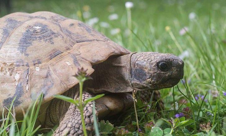 Dünyanın en yaşlısı! 121. yaşını kutladı G5