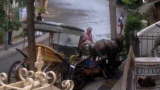 Büyükada’da bitkin düşen atı zorla yerinden kaldırmaya çalıştı! 
