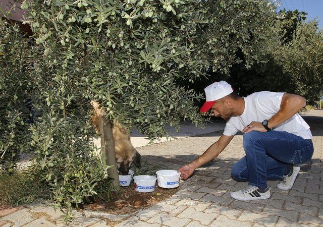 Döşemealtı’nın her bir köşesine mama ve su kabı bırakıldı