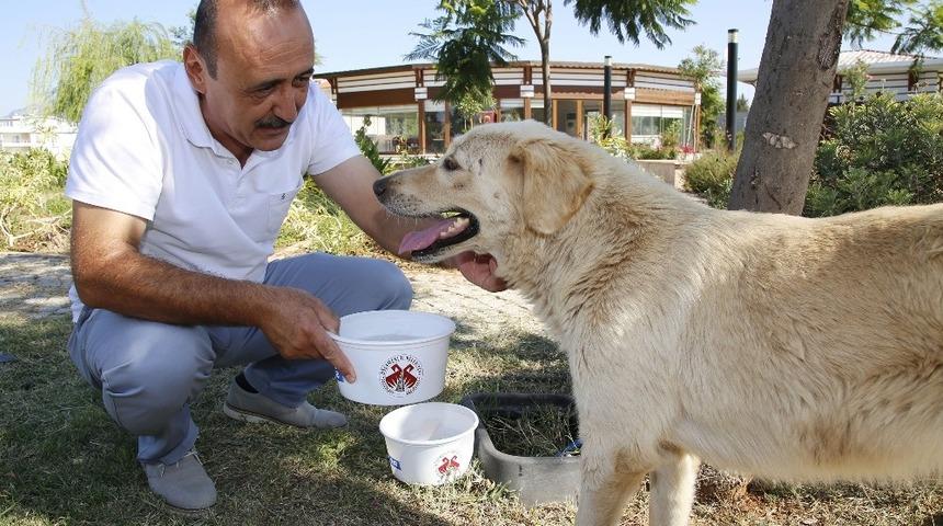 D&ouml;şemealtı&rsquo;nın her bir k&ouml;şesine mama ve su kabı bırakıldı