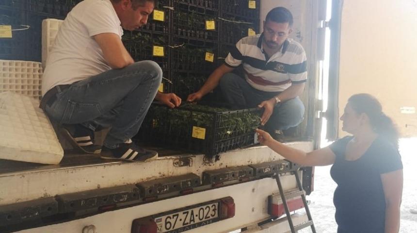 Iğdır&rsquo;dan Nahcivan&rsquo;a fide ihracatı ger&ccedil;ekleşti