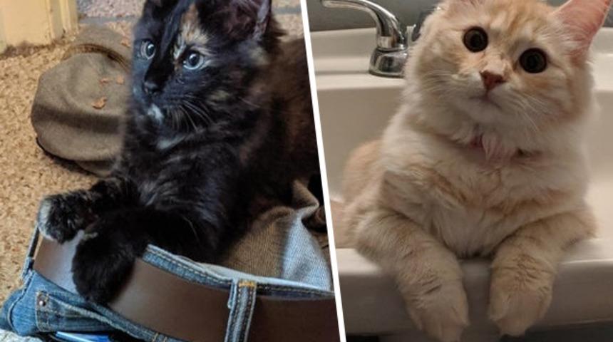 Gülmekten karnınız ağrıyacak: 'Ben her tuvalete gittiğimde...'