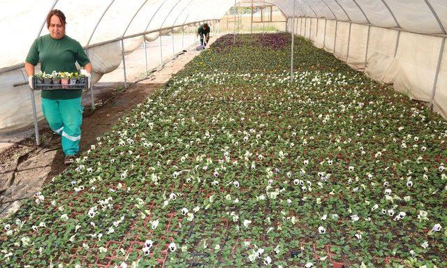 Çankaya’da kışlık çiçek için üretim başladı