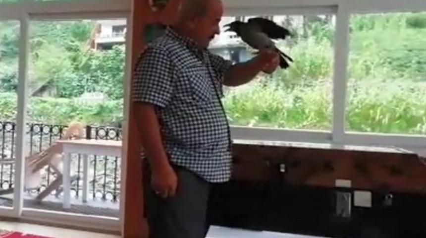 Evcilleştirdiği 2 kargası kayboldu