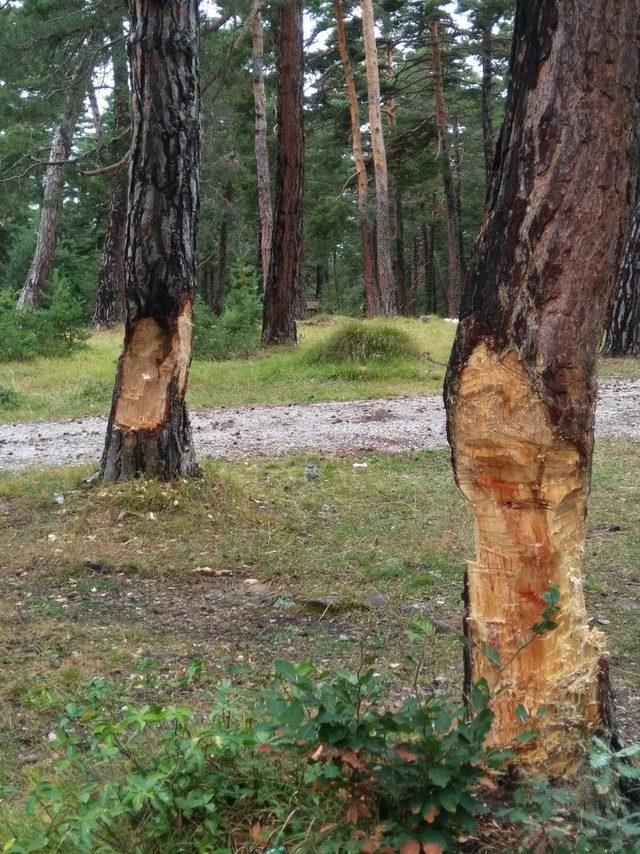 Piknikçiler ağaçlara zarar verdi