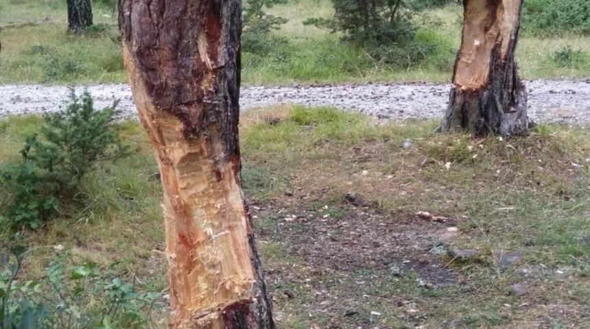 Piknik&ccedil;iler ağa&ccedil;lara zarar verdi