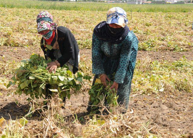 Nevşehir'de tarım işçilerinin zorlu yaşamı
