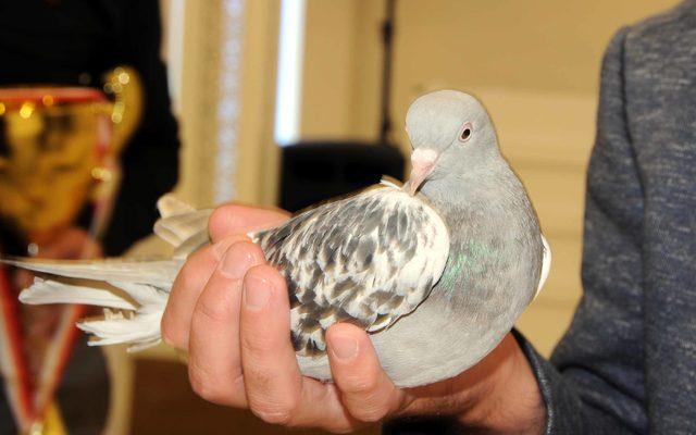Kayseri'de en iyi takla atan güvercinler belirlendi
