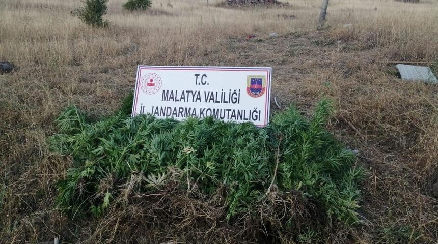 Hekimhan’da uyuşturucu operasyonu: 1 gözaltı